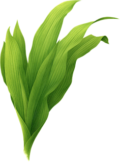 __花小懒采集到花