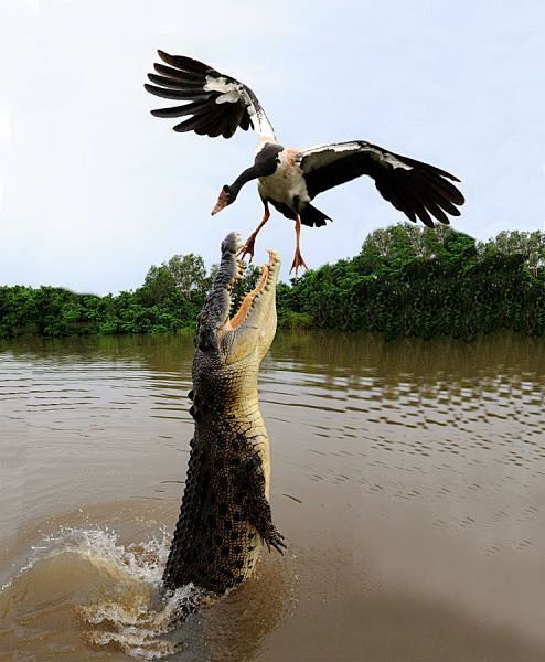 鳄鱼捕食