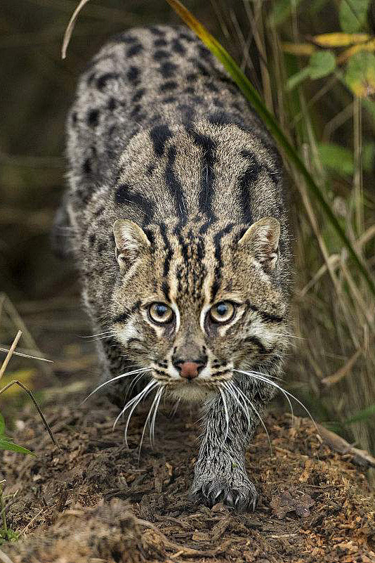 食肉目猫科豹猫属渔猫