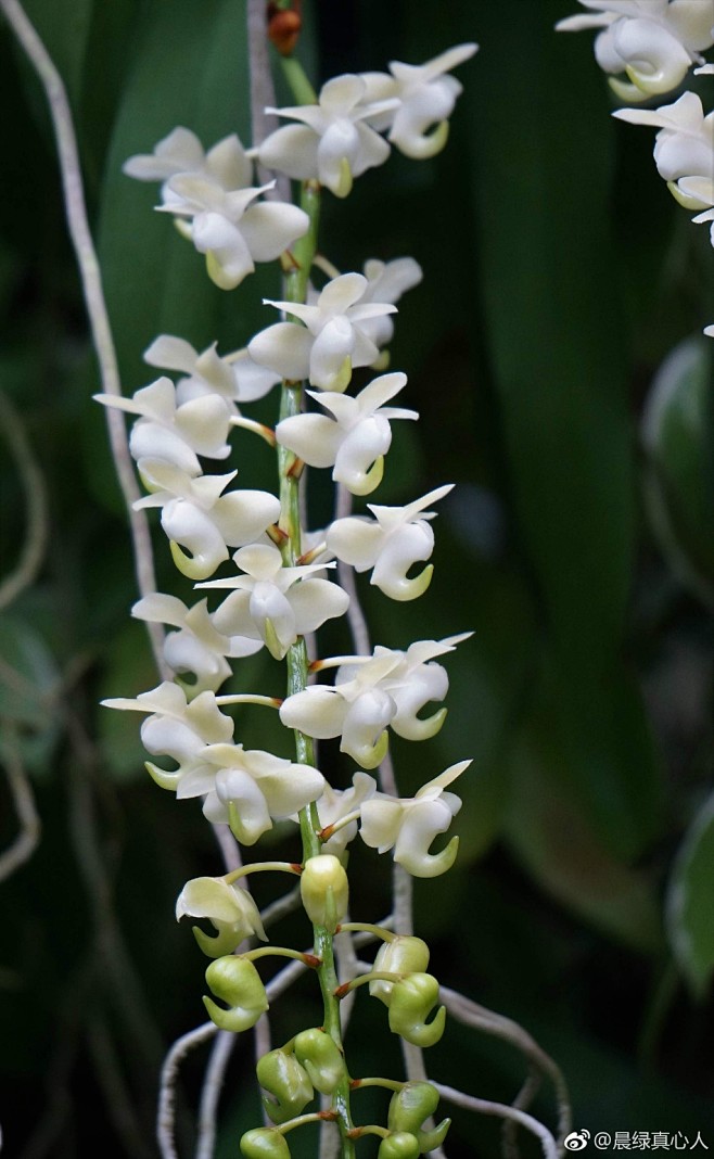 香花指甲蘭蘭科指甲蘭屬