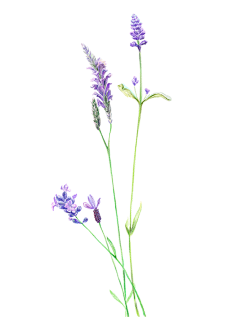 小宅爱学习采集到花/提取物/精华