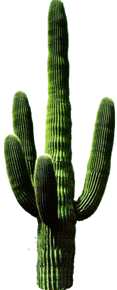 归零Zerooo采集到植物