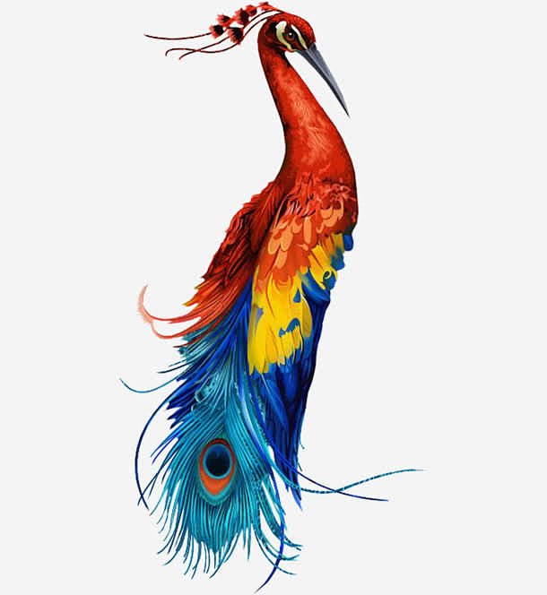 手绘孔雀