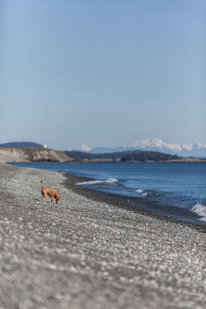 beachdogseaandwaterhdphotobyjesseorricojessedo81onunsplash