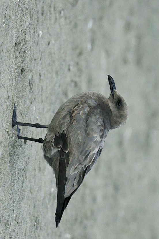 灰色长尾鸟图片