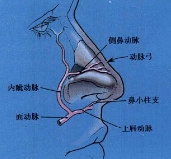 鼻部解剖圖鼻子結構圖鼻子血管圖鼻子軟骨圖鼻骨圖