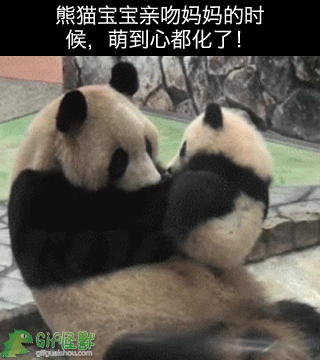 熊猫宝宝亲吻妈妈的时候，萌到心都化了！