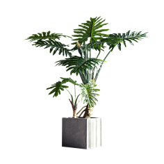 青红造了个白`采集到植物-花