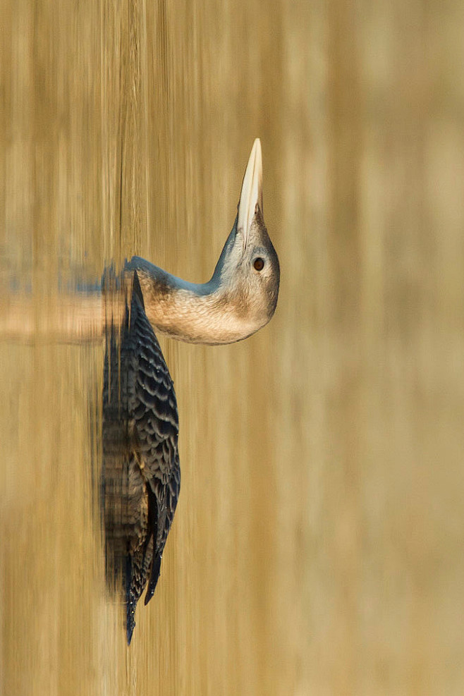 潜鸟目潜鸟科潜鸟属白黄嘴潜鸟雌