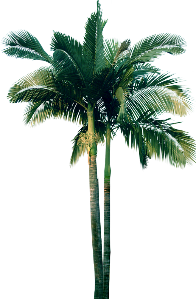 vansans采集到植物