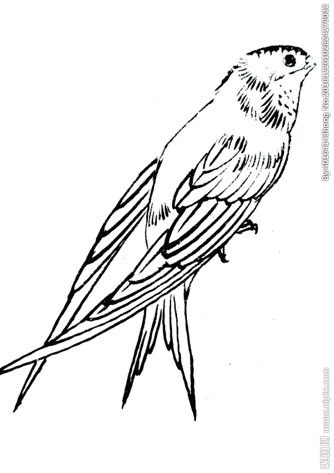 香影从逍雨转采于2019-07-19 18:17:56燕子白描香影同采自www.nipic.