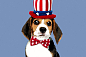 Beagle with hat in pop art style
