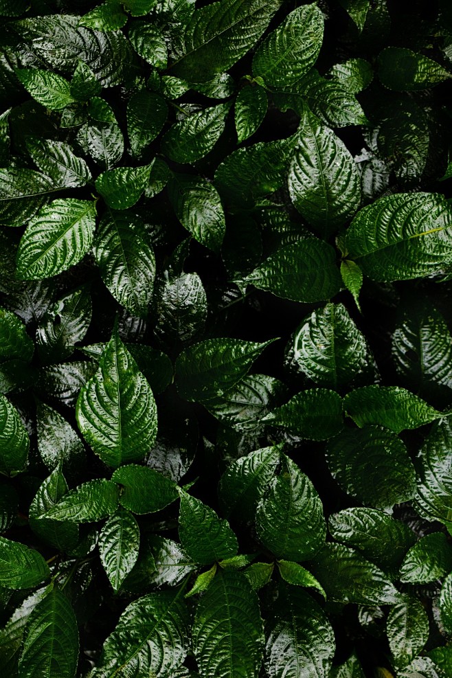 自然背景树叶图片深绿叶子纹理背景