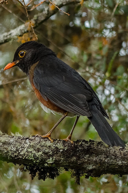 雀形目鸫科鸫属拉塞尔鸫
