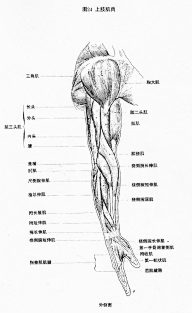 老妇女采集到人体结构