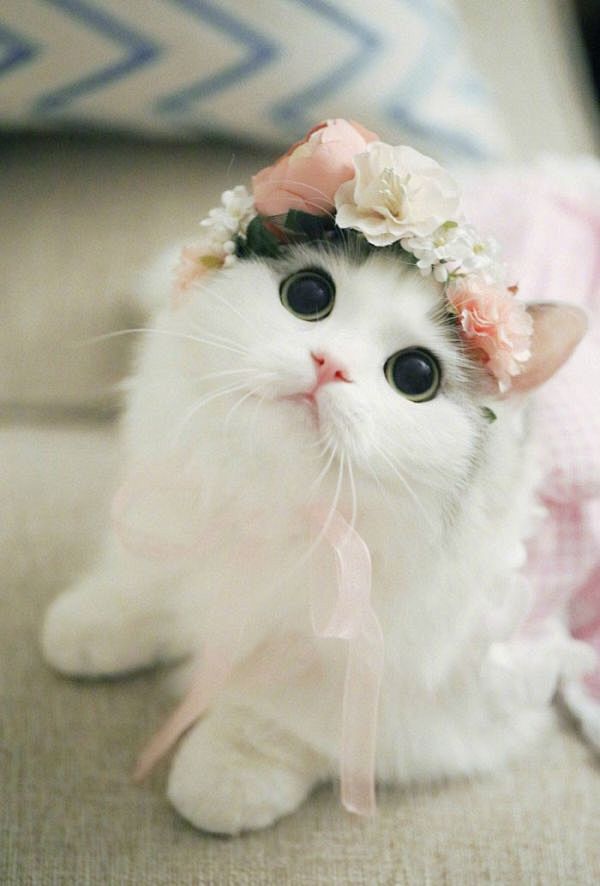 萌猫 可爱唯美图片