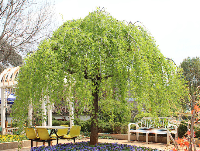 西南风吹采集于2018-04-10 14:33:43垂枝榆1喜欢a-植物-品种丨选型