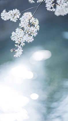 宁馨郁金香采集到风景这边独好