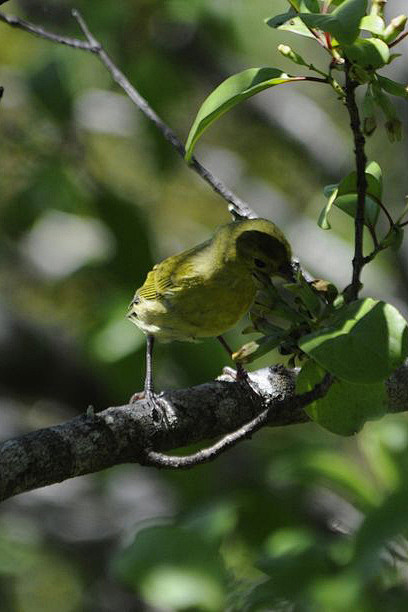 雀形目燕雀科小绿雀属小绿雀