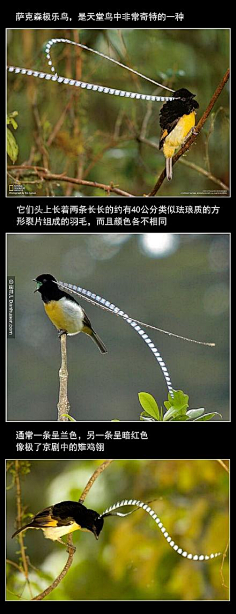 渊凯采集到奇妙生物