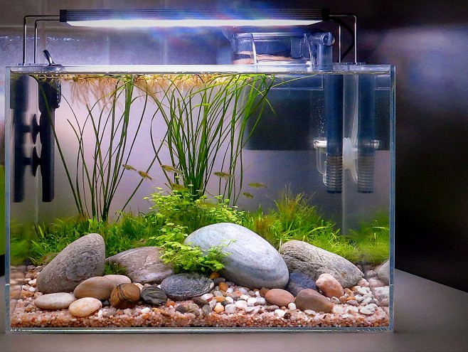 uijiewf从小丑先生1转采于2021-05-07 14:44:31水族缸鱼缸造景uijiewf