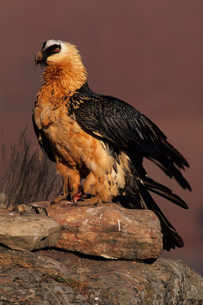 鹰形目·鹰科·胡兀鹫属:胡兀鹫