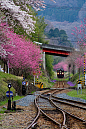 【渡良濑川溪谷铁道，足尾线 】在这样的铁路上行驶，一定很惬意，目之所及，全是风景。 
