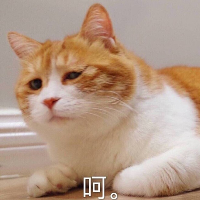 猫鄙视表情包