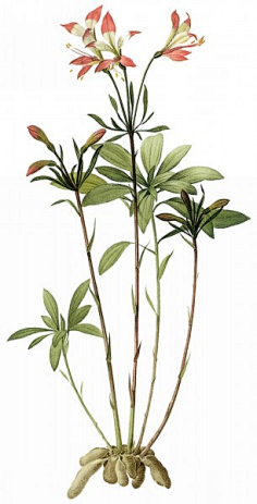 涛涛bunny采集到植物