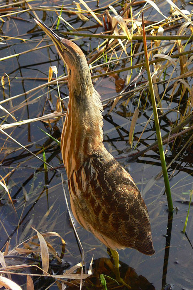 鹈形目鹭科麻鳽属美洲麻鳽