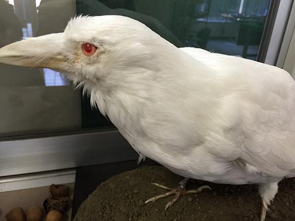 紫云寺记念公园出现一只白色乌鸦