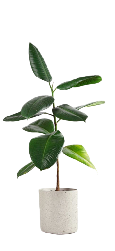 无e不设采集到植物