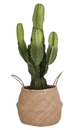 -加油!采集到植物素材