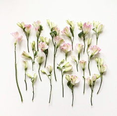 老付_23采集到Flower scape