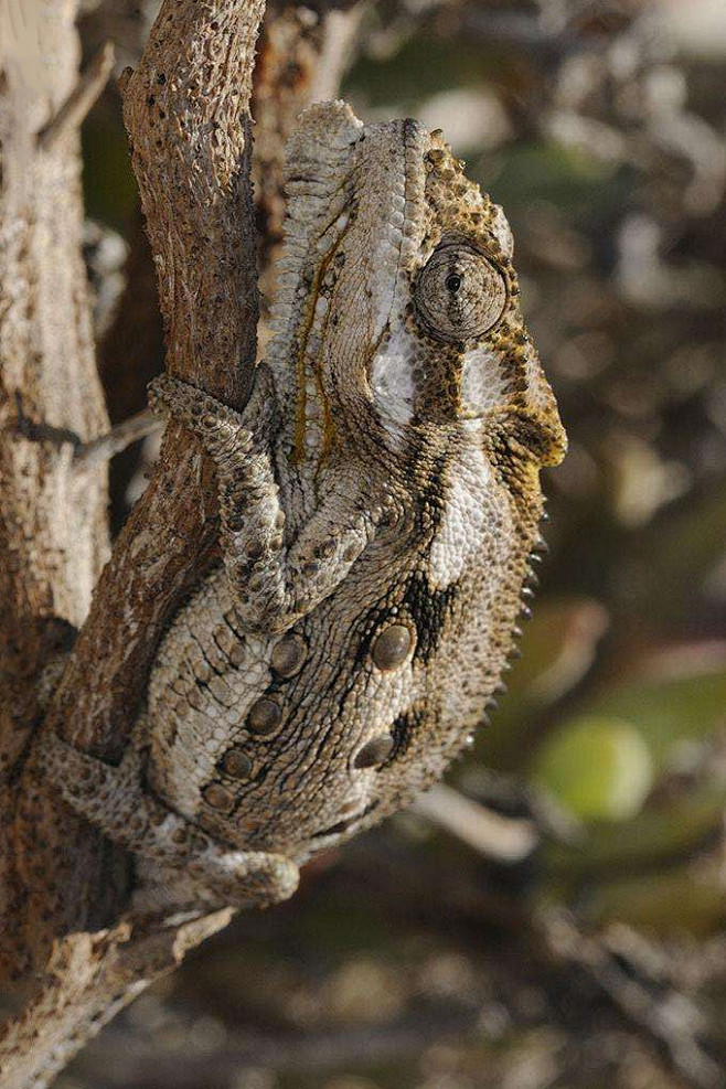 蜥蜴目避役科避役属变色龙
