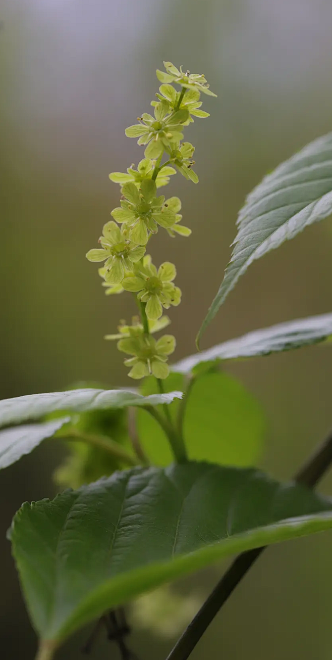 s_南星从月河图集转采于2021-08-21 19:51:14青榨槭花卉-草s_南星该