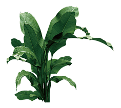 L李多遥远采集到免抠-动植物水果花卉