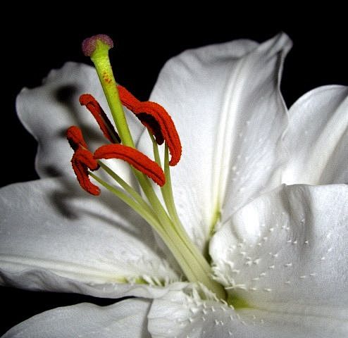 whitelily白百合delicious美味营养肌肤膳食