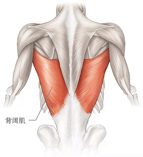 背阔肌解剖图图片