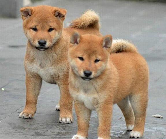 图片:中华田园犬被列入禁养名单中，凭什么? : 在 Google 上搜索到的图片(来源:sohu.com)