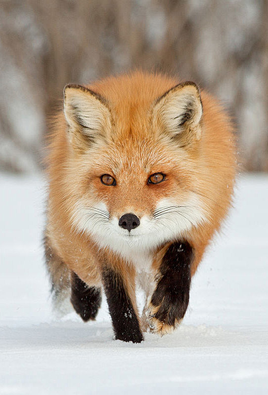 赤狐图片唯美图片