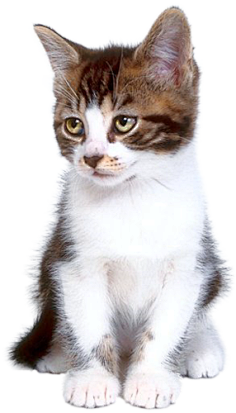 猫png 花瓣网 陪你做生活的设计师 90