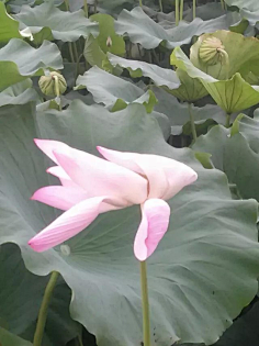 忘川漪涟采集到我拍摄的花花草草