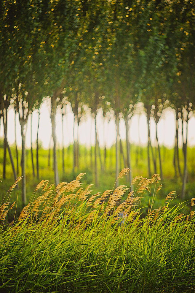 22:07:48来自相册1喜欢狗尾巴草～芦苇荡～麦田96智者懂得隐忍96