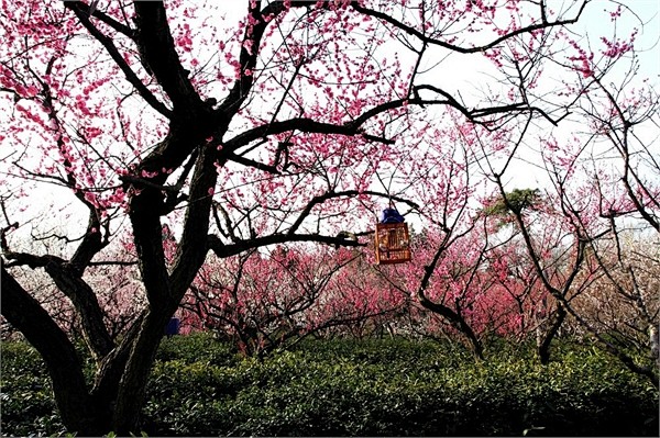 南京梅花山景點圖片