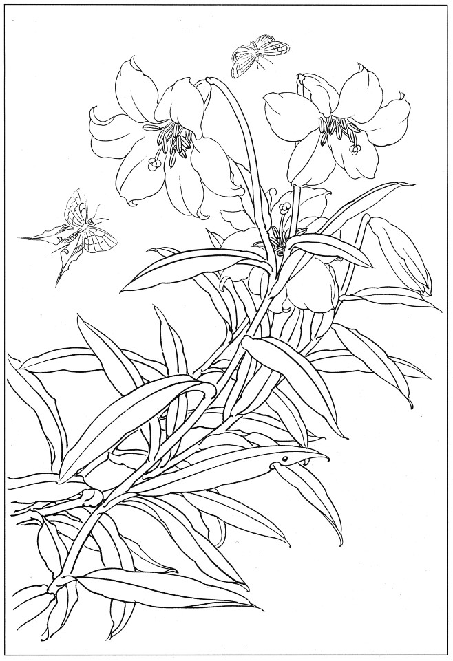 工笔花卉简单白描图片