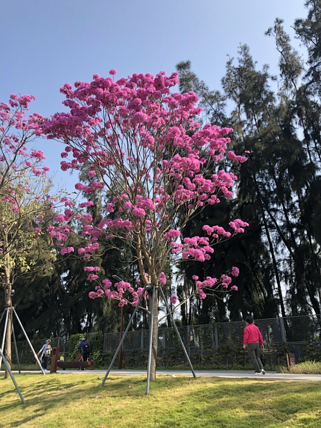 紫花風鈴木