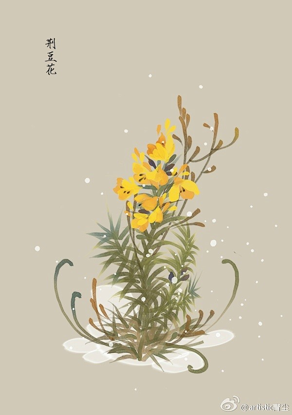 365天生日花 1月10日生日花 荆豆花 Golden Gorse 花语 丰饶 Fertility