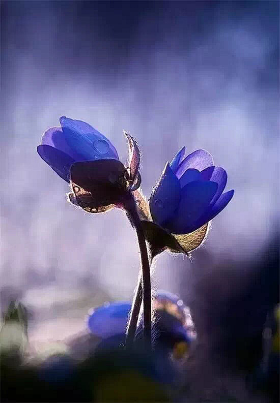 清新=淡雅采集到花朵