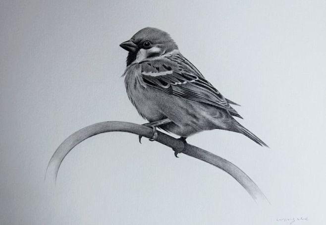 黑白素描鸟类(小鸟)